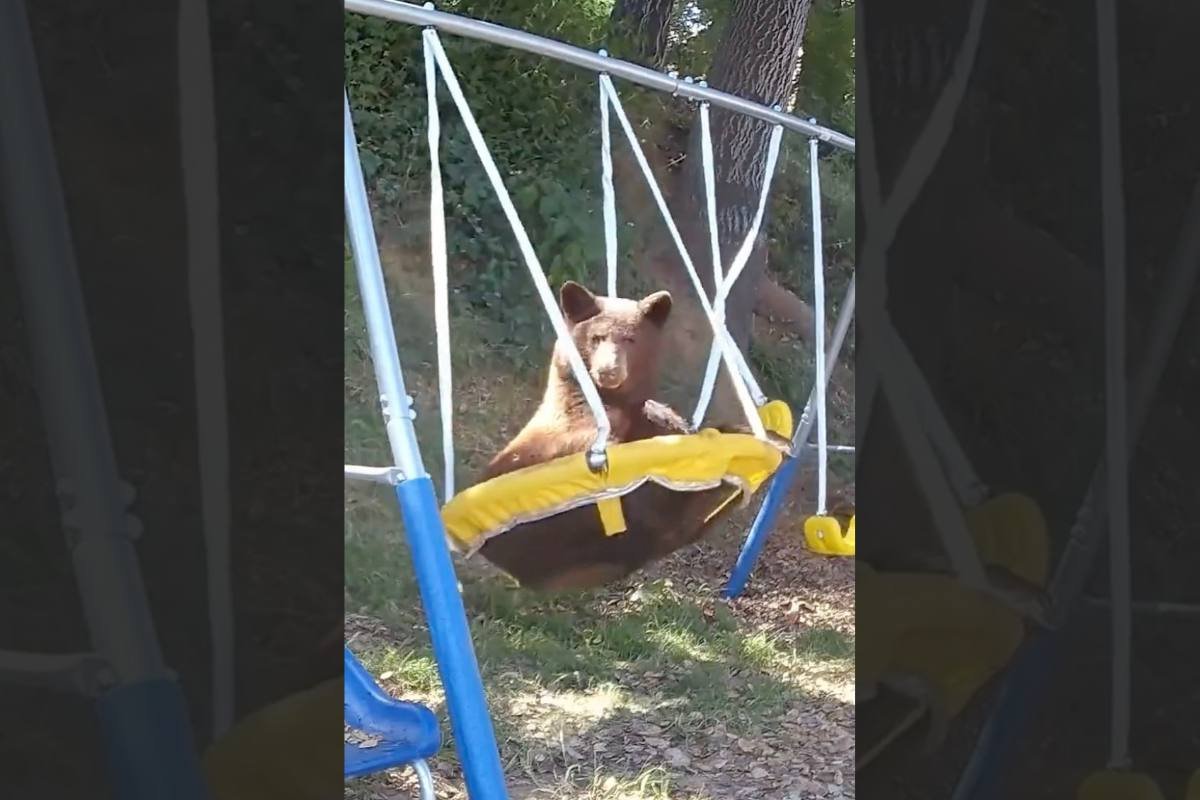 Bear loves to swing