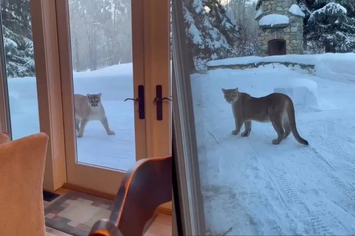Mountain Lion Watches Man Through Glass Windows of His House