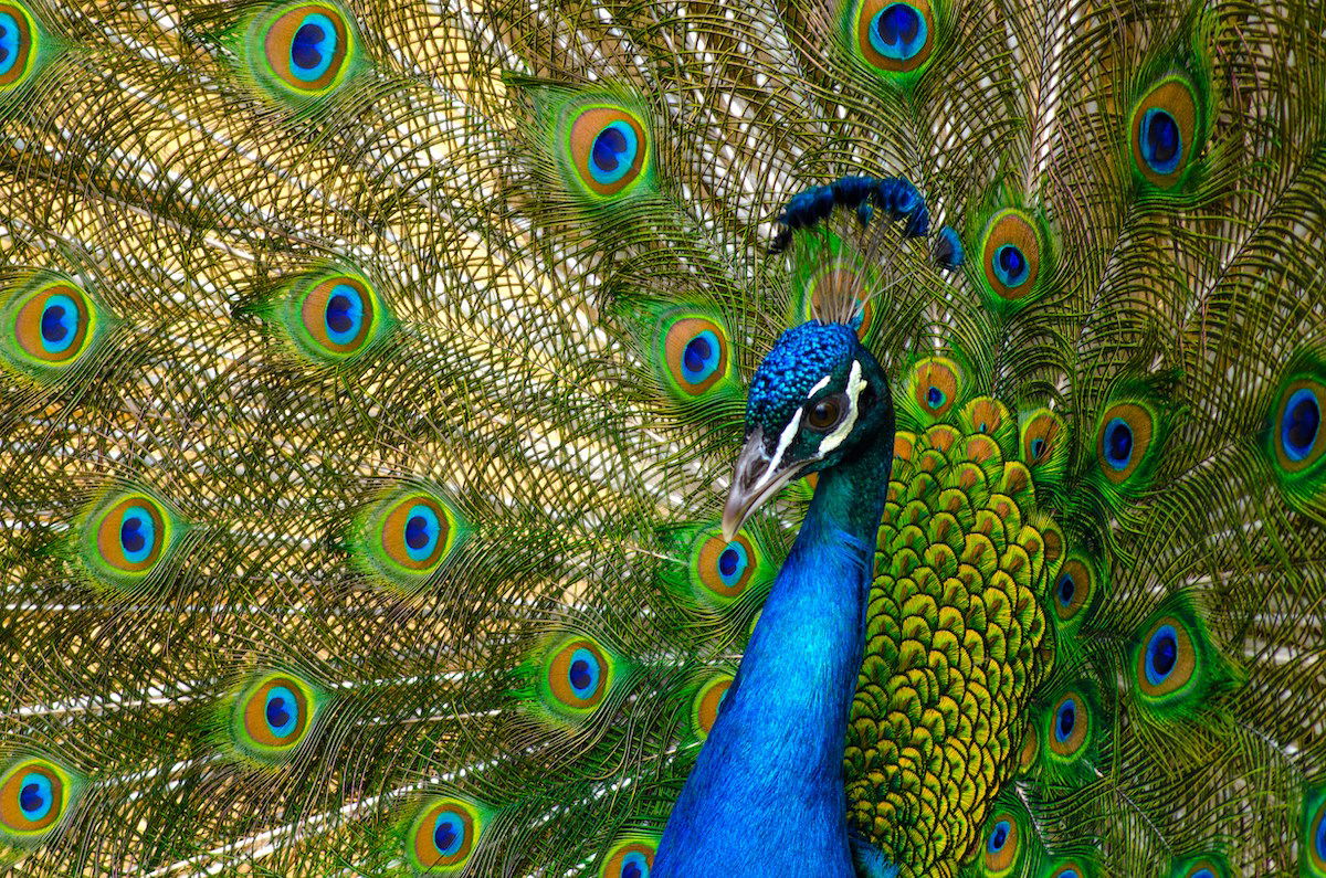 Best Selling Products Peacocks-tennessee-1 WATCH: Peacocks Roam This Tennessee Neighborhood Blog  