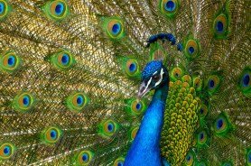 Peacocks Tennessee