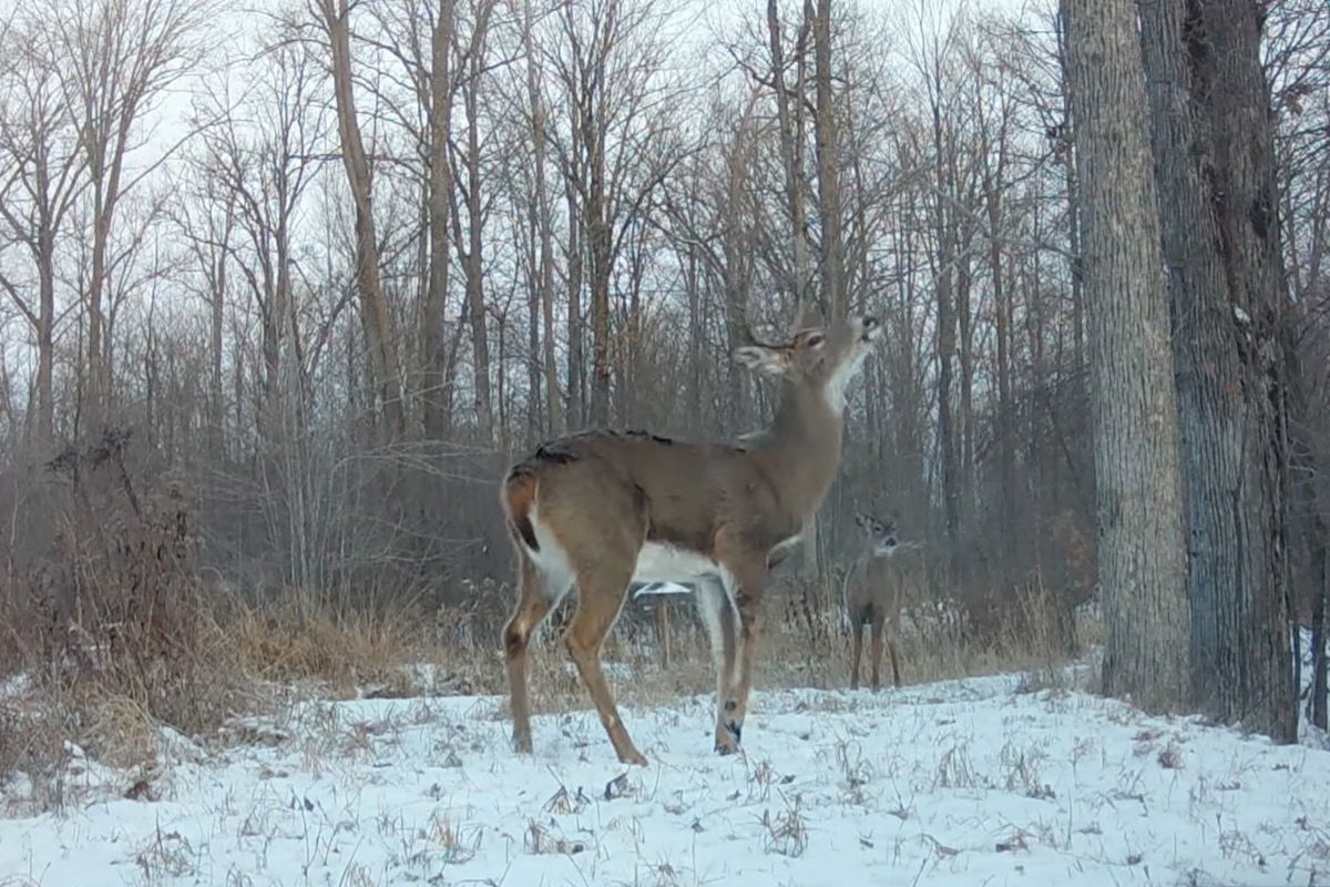 Best Selling Products Tino-deer Younger Buck With a Fractured Leg Will Encourage You to Preserve Going Blog  