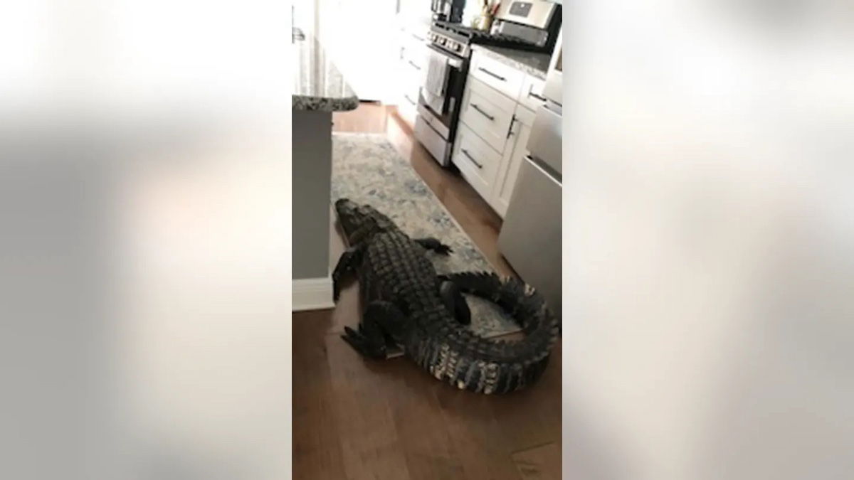 Best Selling Products alligator Florida Home Visitor: 8-Foot Alligator Breaks Into Woman’s Home Blog  