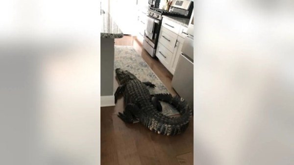 alligator breaks in