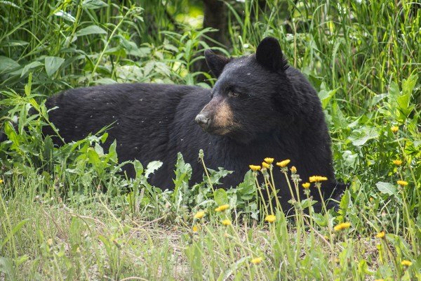 black bear euthanized