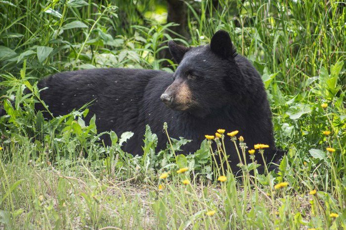 black bear euthanized