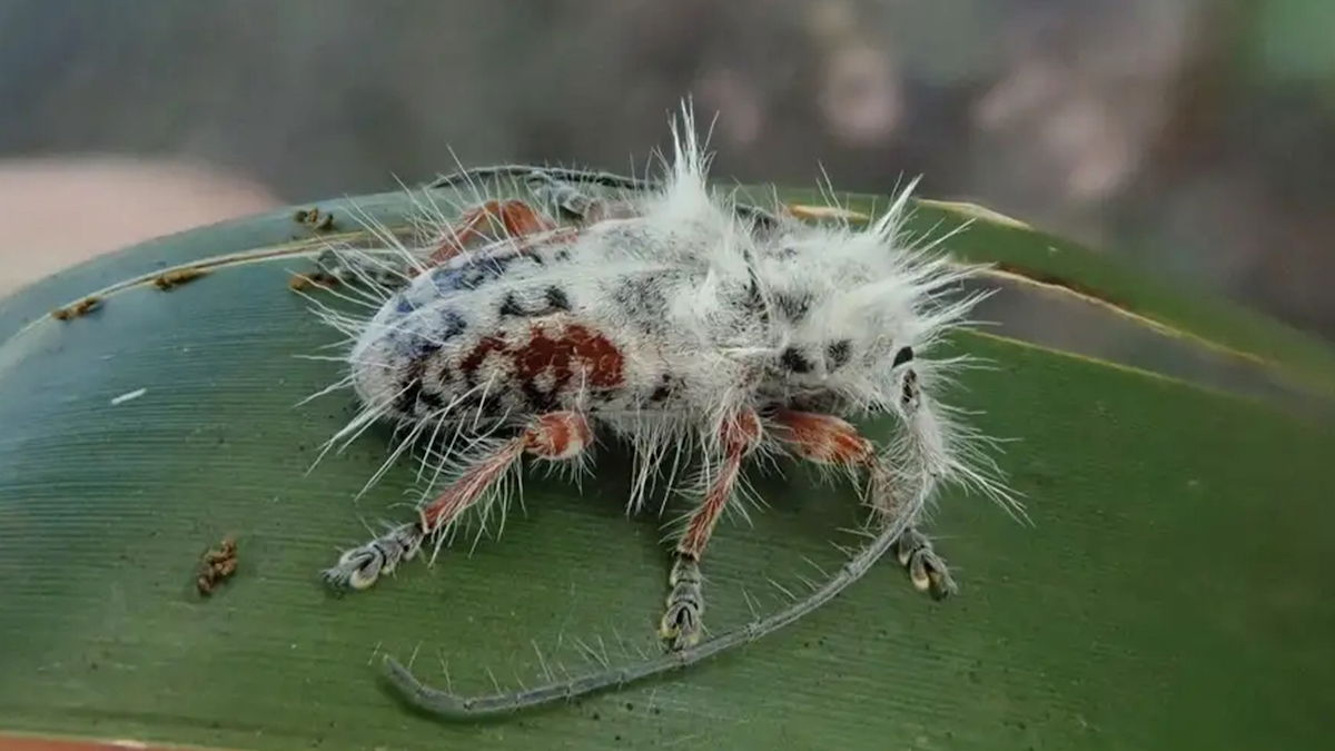 Best Selling Products fuzzy-beetle-3 Australian Camper Discovered a Fuzzy Beetle, And It’s a New Species Blog  