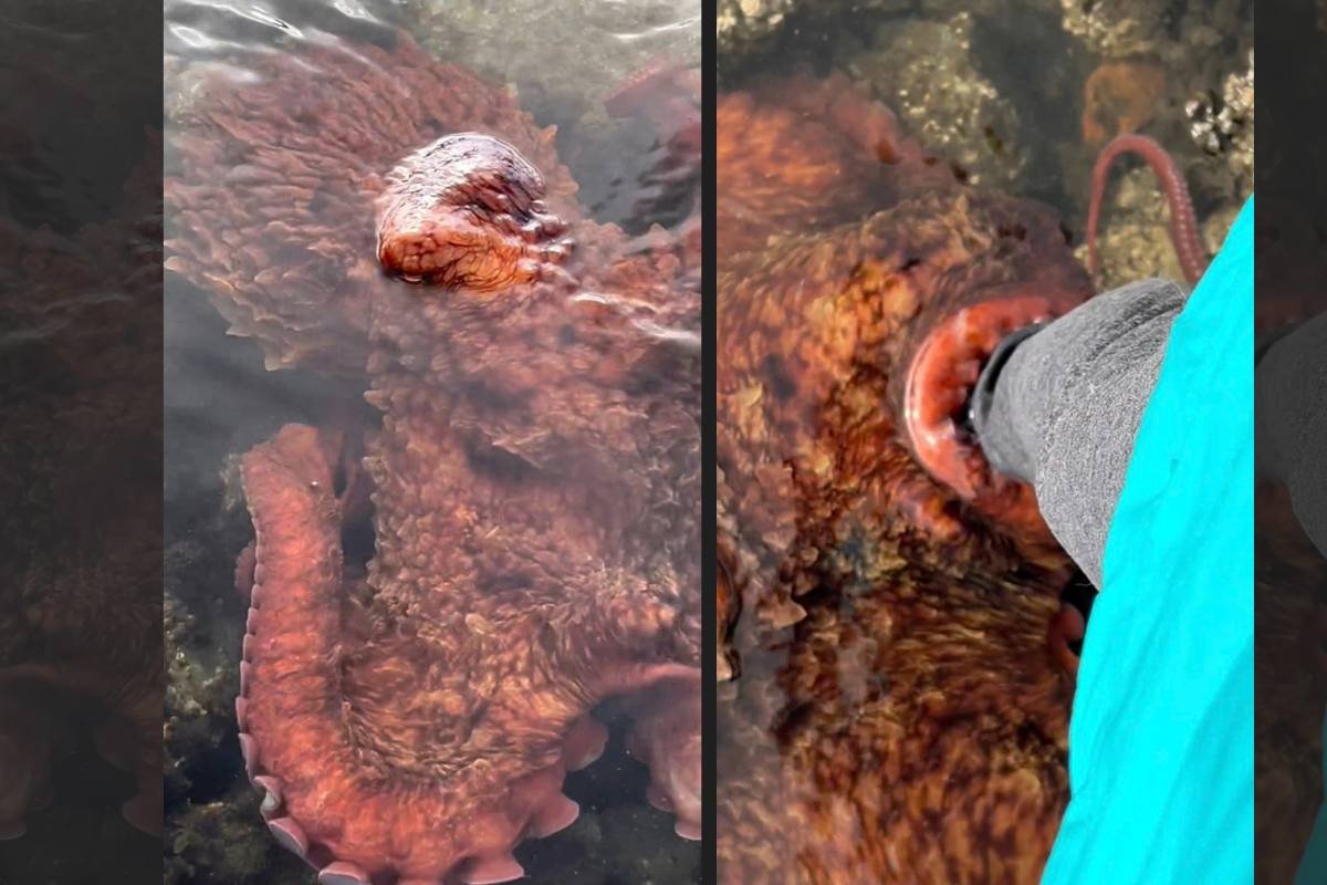 WATCH: Giant Octopus Hugs a Lady’s Leg