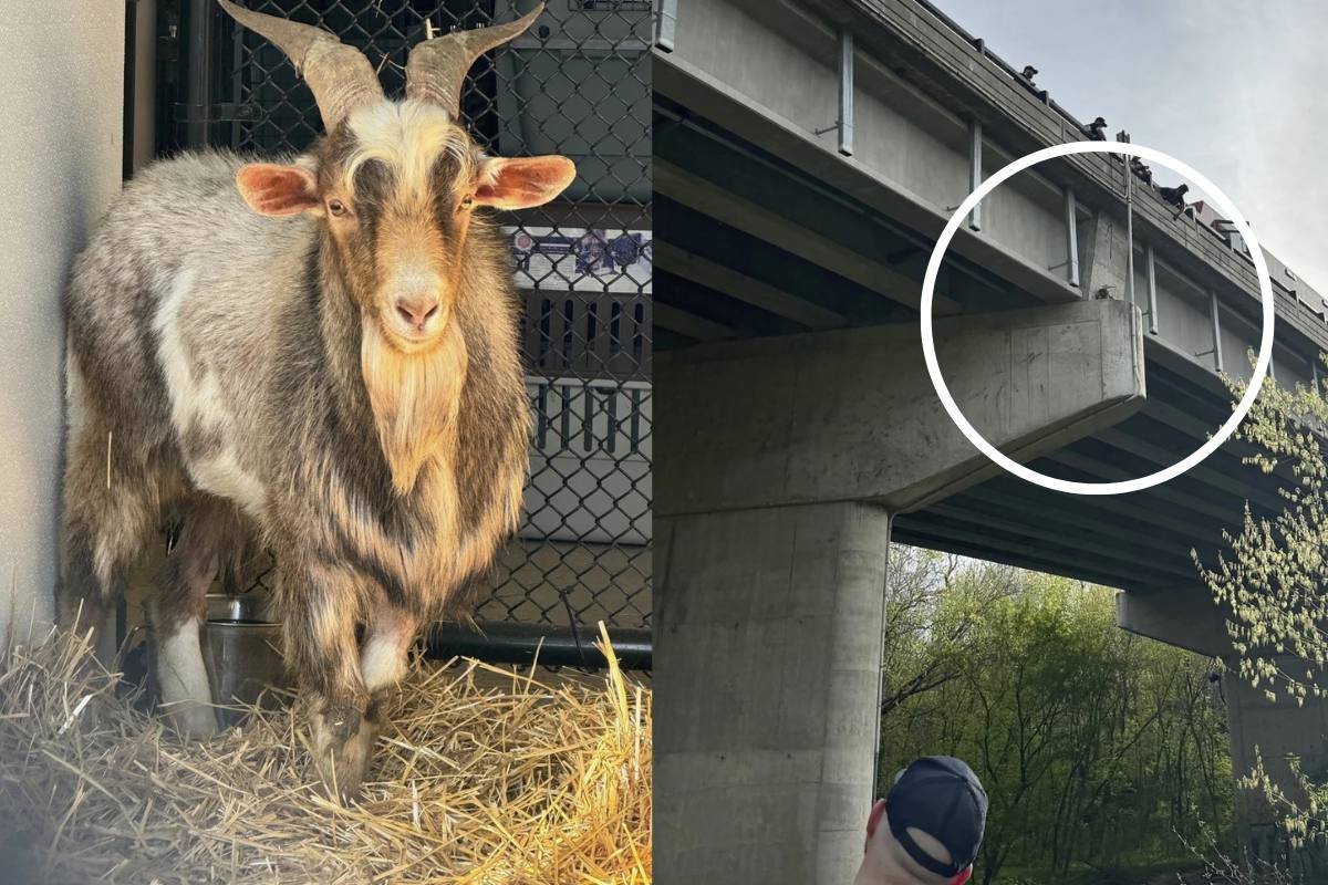 goat rescued from overpass