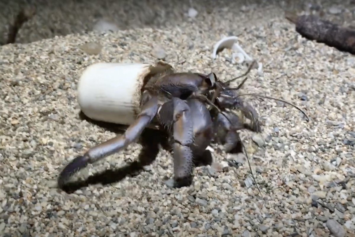 hermit crab plastic