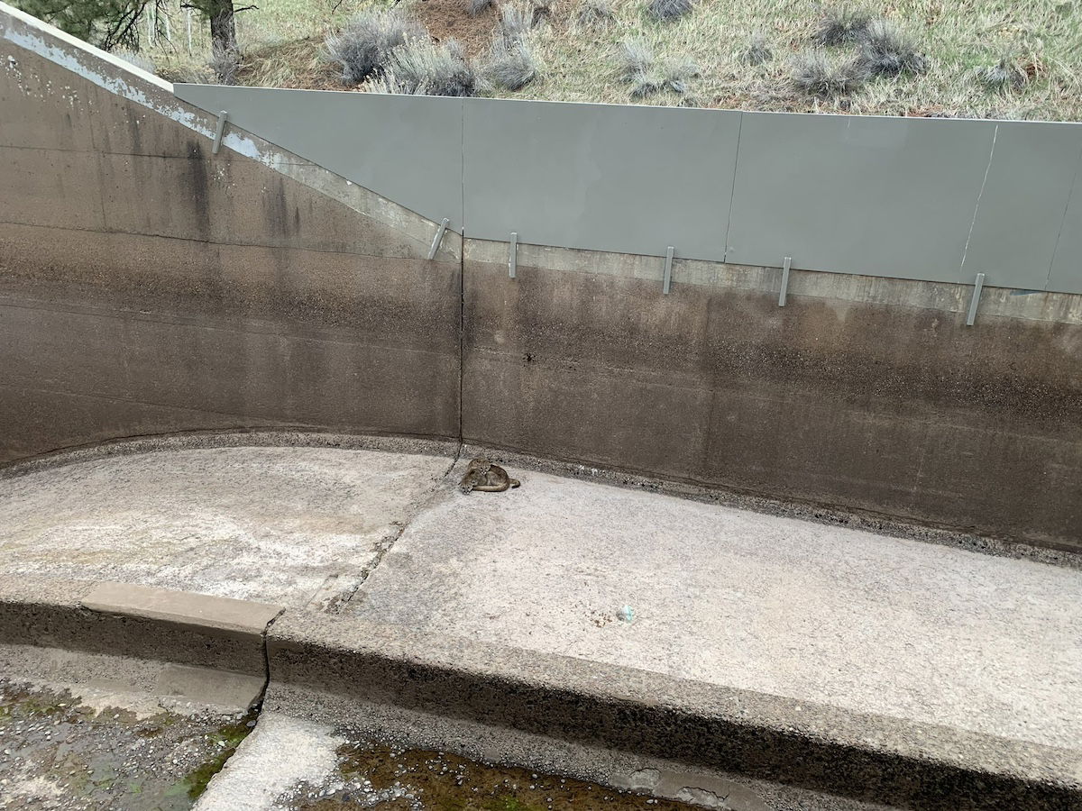 Young Mountain Lions Rescued in the Knick of Time