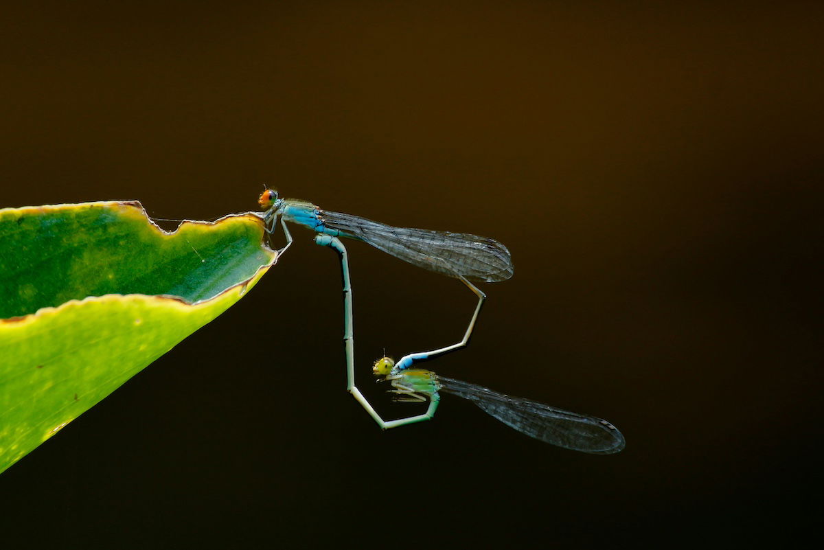 Best Selling Products nandhu-kumar-JAgDqSdeHzY-unsplash Mating in ‘Excessive Climate’ Might Be Key to Species’ Survival Blog  