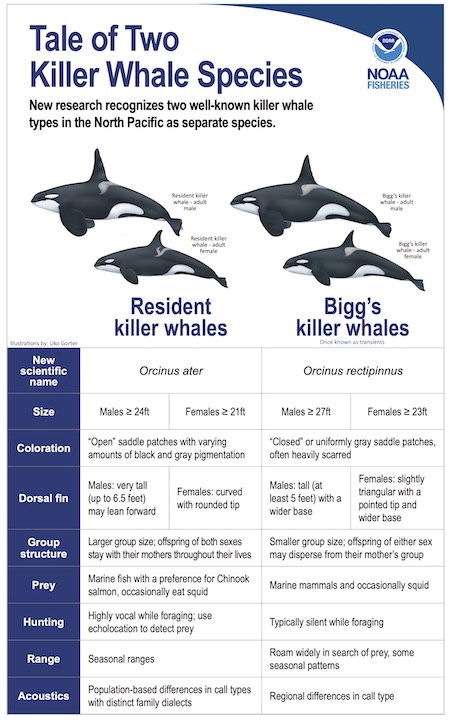 new orca species