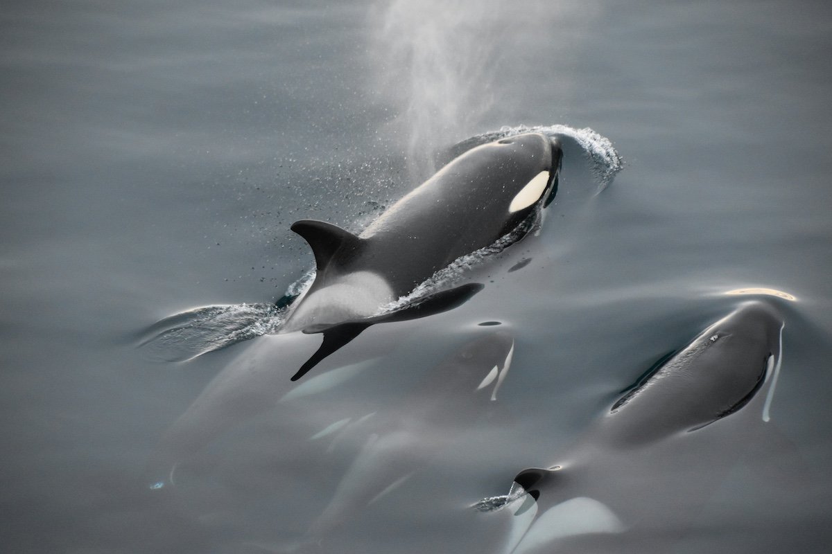 new orca species