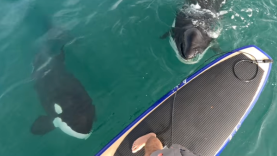 orcas paddle boarder