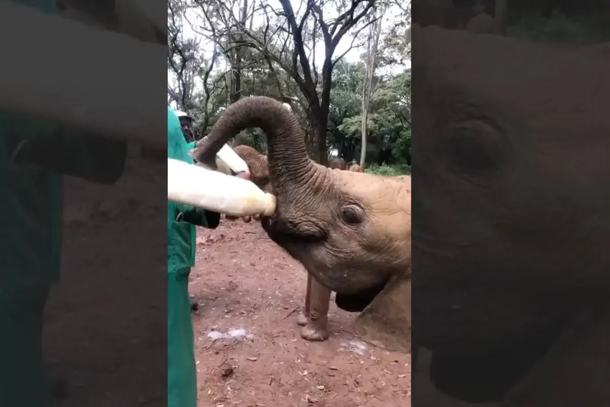 orphaned elephants