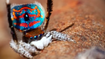 peacock spider