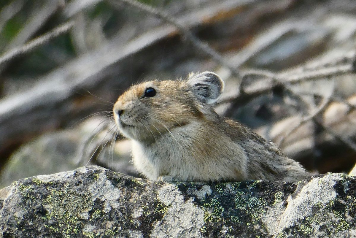 Listen to Mount Rainier’s most adorable animal 'talk' to its friends
