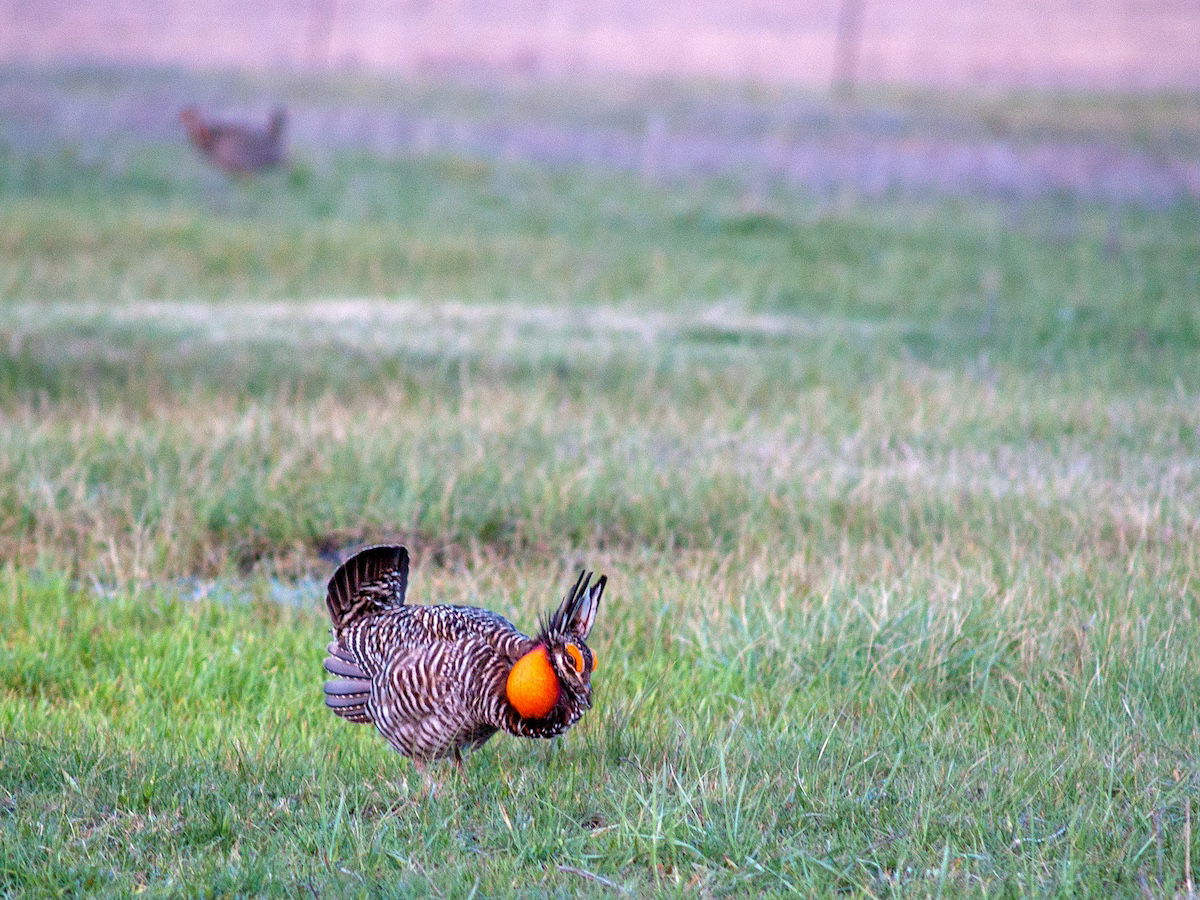 Best Selling Products prairie-chicken-mating-dance WATCH: Prairie Hen’s Foolish Mating Dance Blog  