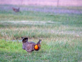 prairie chicken mating dance