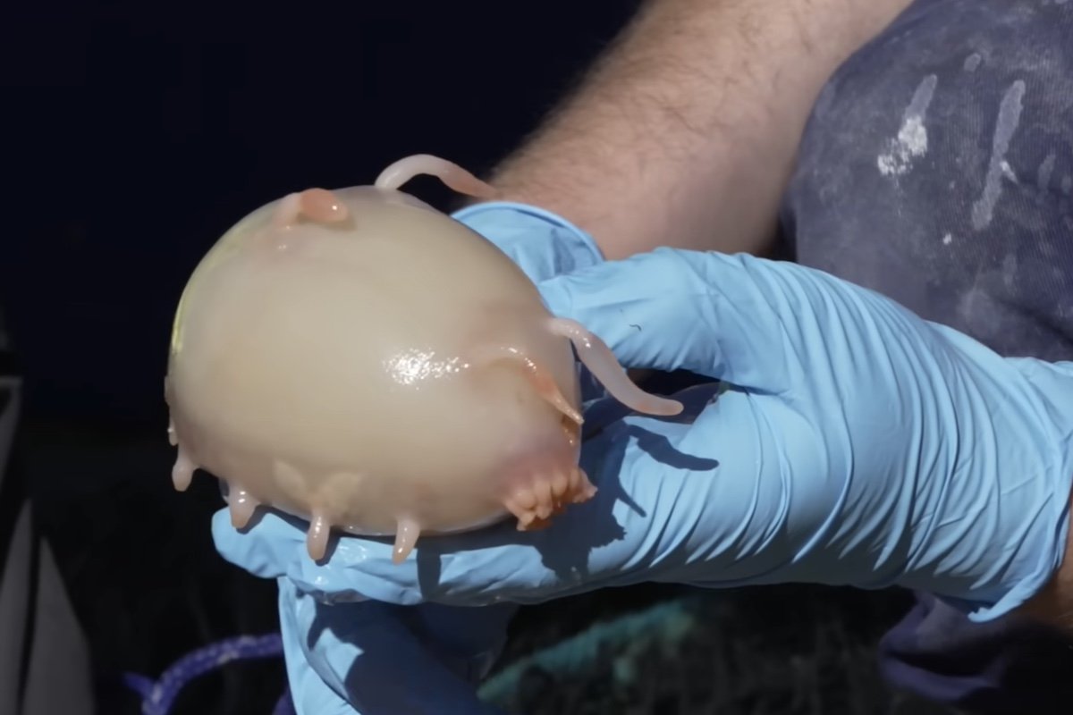 We dare you to identify these creatures that were discovered in New Zealand