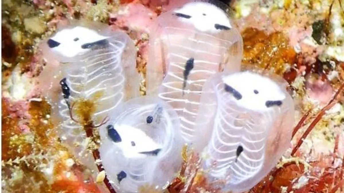 Meet Japan's newest species that has a skeleton-like body and a panda face