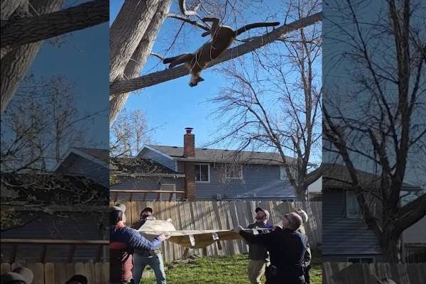 tranquilized mountain lion falling from tree