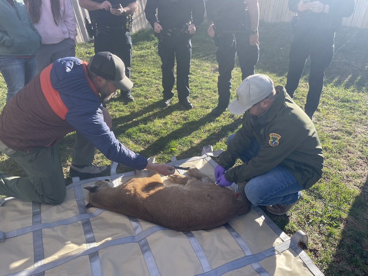 tranquilized mountain lion fell from tree