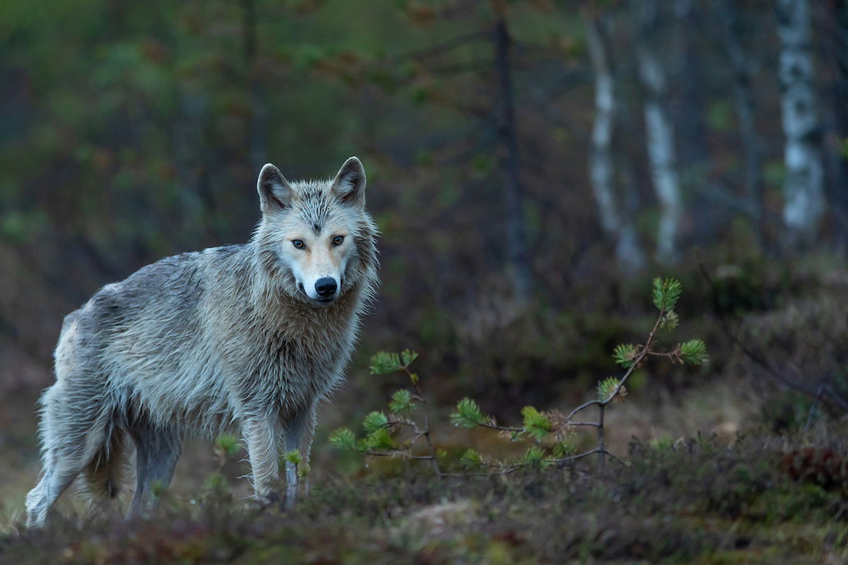 This Is Not a Drill: Wolf-Dog Hybrids Are on the Loose in California