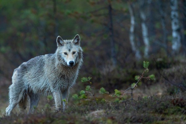 wolf-dog hybrid