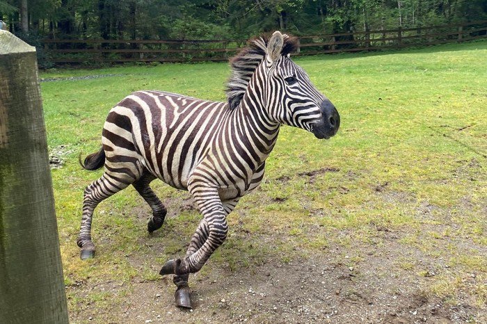 zebra Washington