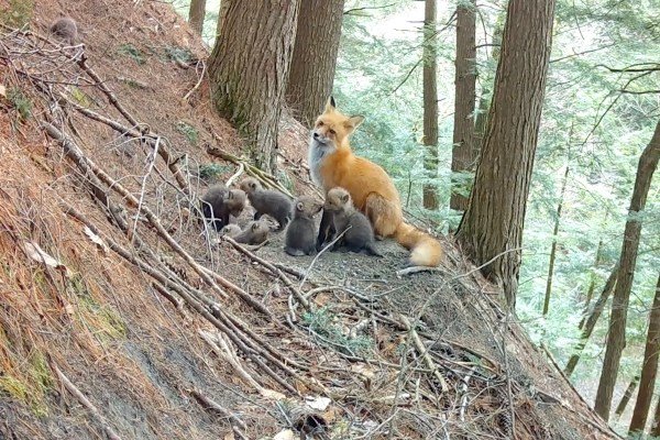 Baby foxes trail cam