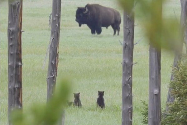 bear cubs see bison