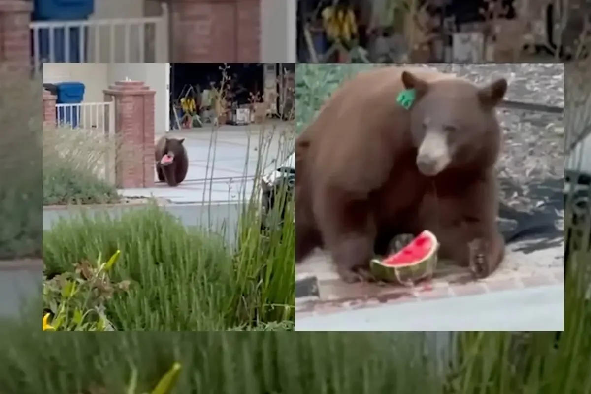 bear eats watermelon