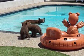 bear swims in pool