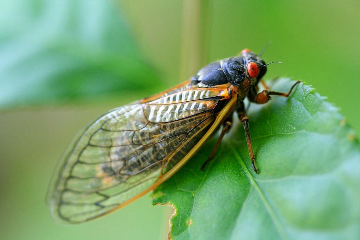 cicada invasion