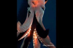 deep-sea squid attacks camera
