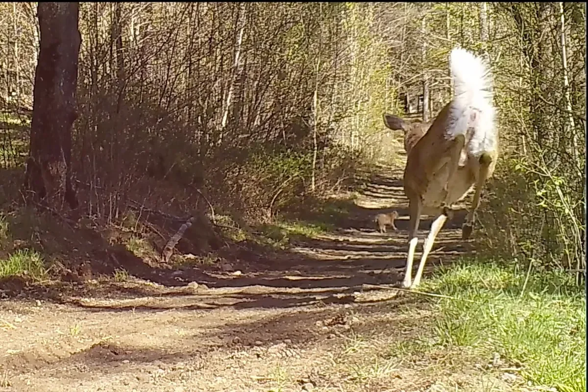 doe deer chases bobcat trail cam