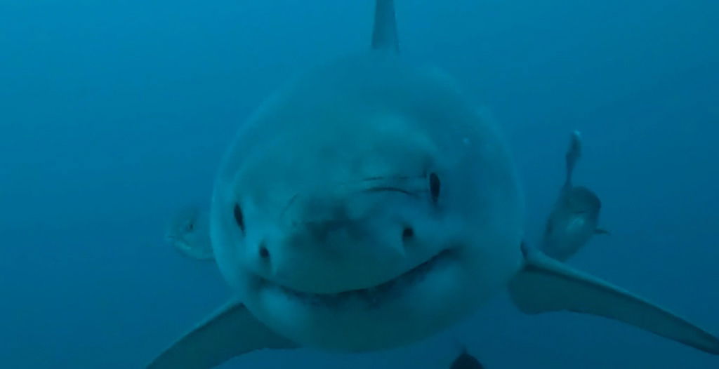 Best Selling Products great-white-shark-alabama ‘First Documented Sighting’ of Nice White Shark Off Alabama Coast Blog  