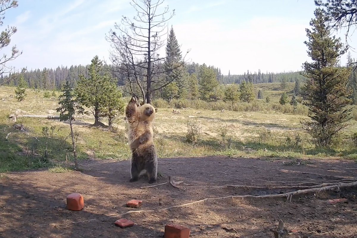 grizzly bear dancing