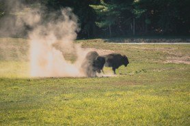man kicks bison Yellowstone