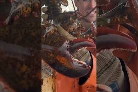 monster lobster 100 years old
