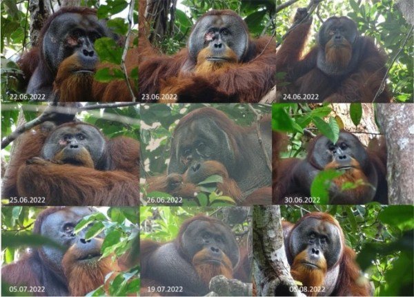 orangutan used medicinal plant
