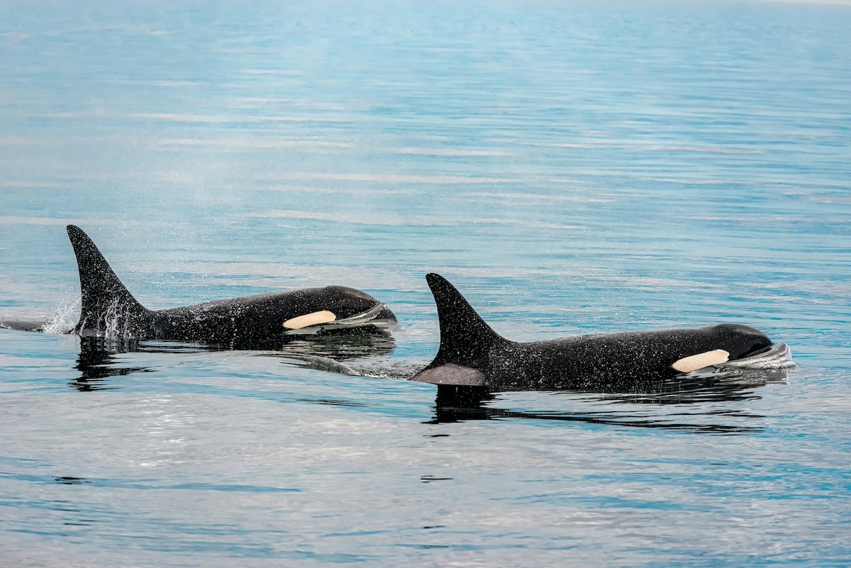 orcas sank boat