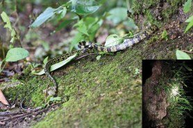 rare snake rediscovered in Tibet