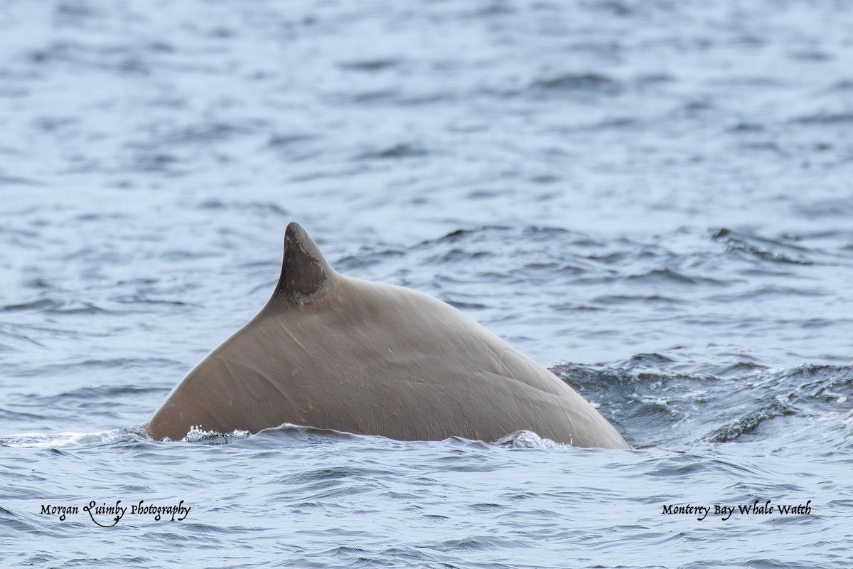 Best Selling Products rare-whale-sighting ‘As soon as in a Lifetime’ Sighting: Whale Watchers Glimpse Uncommon Whales in Monterey Bay Blog  