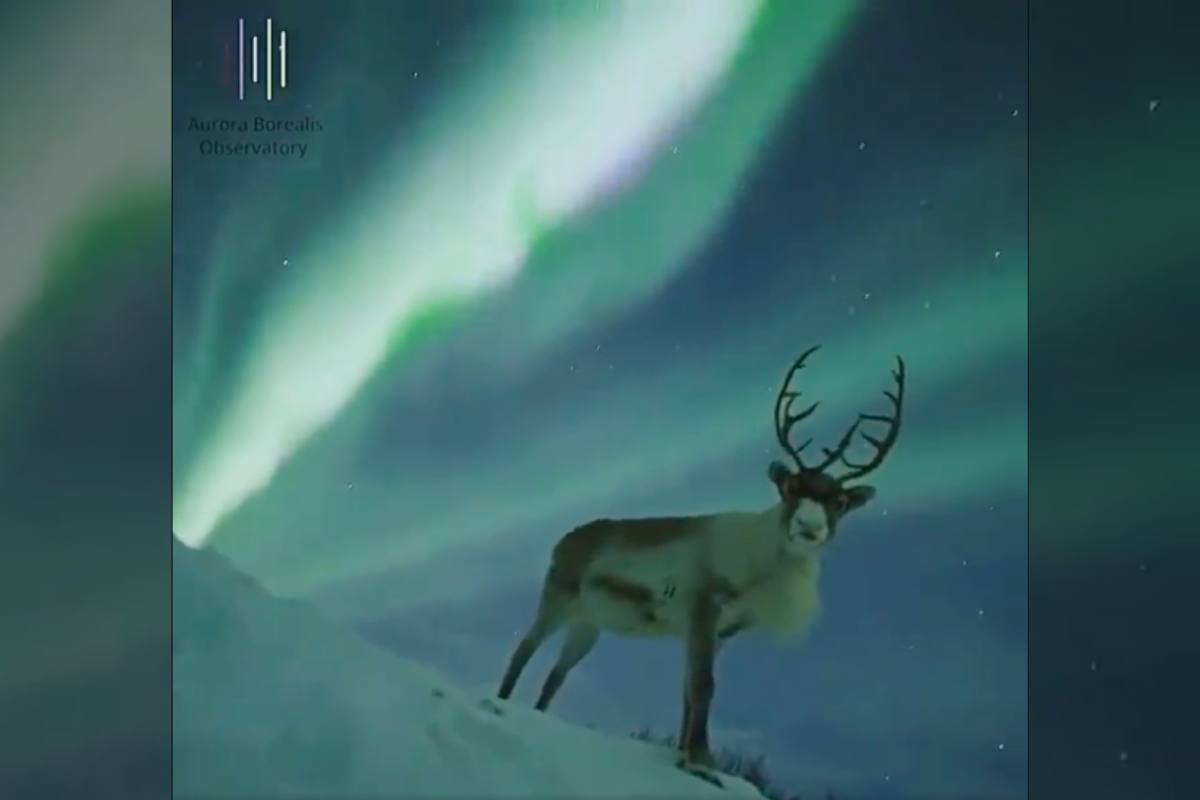 Best Selling Products reindeer-northern-lights Immaculate Footage of Reindeer Underneath the Northern Lights Takes Web by Storm Blog  