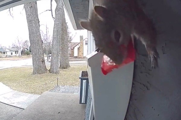 squirrel stole candy bar
