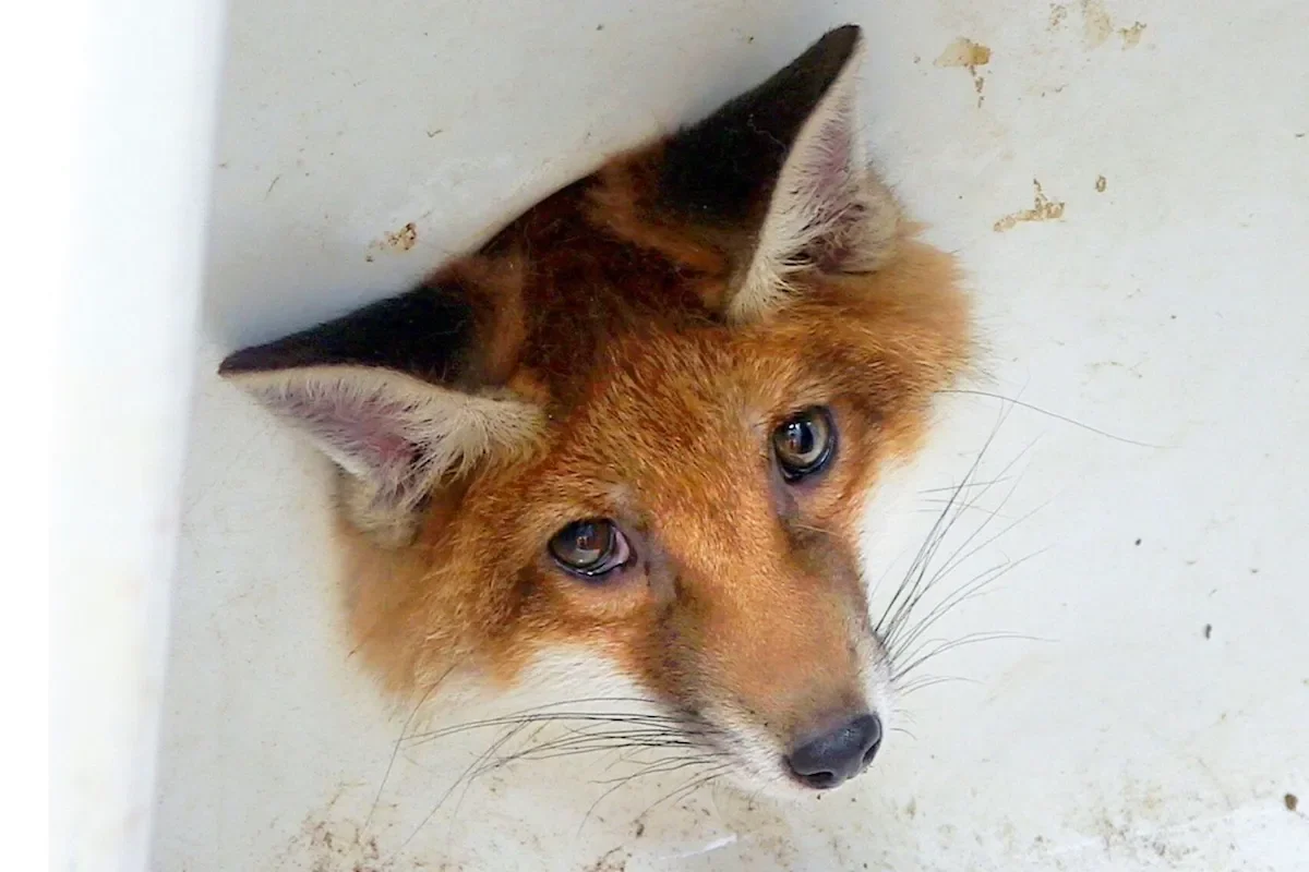 trapped fox