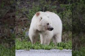 white grizzly bear