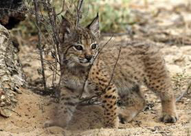 Iberian Lynx no longer endangered